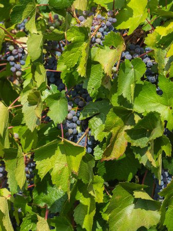 Photo for Bunches of ripe grapes before harvest - small grapes concept - Royalty Free Image