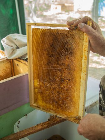 Photo for Beekeeper cuts the wax from the honey frame with a knife. Pumping out honey. Honey sealed by bees. Beekeeping and eco apiary in nature and fresh honey concept - Royalty Free Image