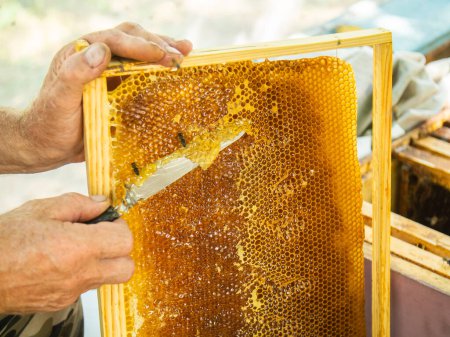 Photo for Beekeeper cuts off the wax from the honeycomb frame. Production of fresh honey and tool for extraction of honey - Royalty Free Image