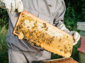 Beekeeper removing honeycomb from beehive. Person in beekeeper suit taking honey from hive. Farmer wearing bee suit working with honeycomb in apiary. Beekeeping in countryside. Organic farming concept Longsleeve T-shirt #650931852