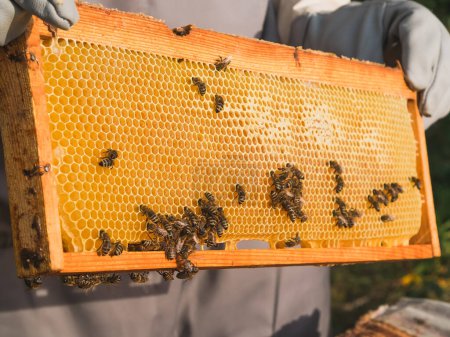 Apiculteur enlevant les rayons de miel de la ruche. Une personne en costume d'apiculteur prenant du miel dans une ruche. Fermier en costume d'abeille travaillant avec nid d'abeille dans le rucher. L'apiculture à la campagne. Concept d'agriculture biologique