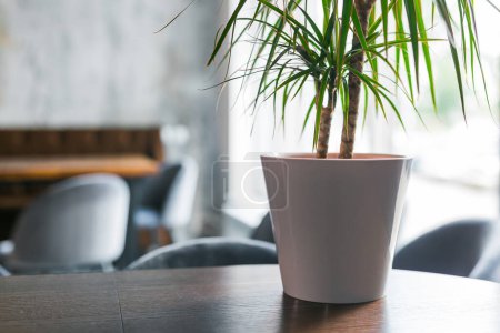 Téléchargez les photos : Décoration de chambre ou restaurant avec une plante en pot - en image libre de droit