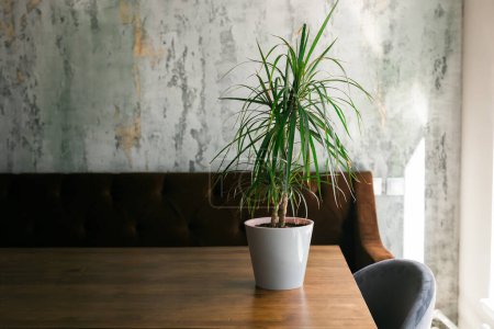 Room or restaurant decoration with a plant in pot