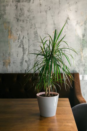 Photo for Room or restaurant decoration with a plant in pot - Royalty Free Image
