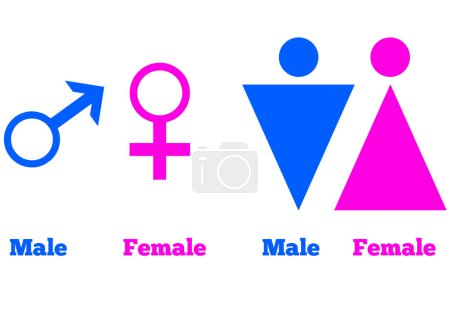 Foto de A Male Female Sexual Orientation Icon Symbol Shape Sign Logo Sitio web Género Concepto sexual Página web Botón Diseño Pictogramas usuario Interfaz Arte Ilustración Infografías - Imagen libre de derechos
