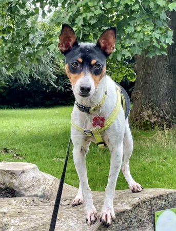 Cute rat terrier dog standing on a fallen log, with green grass and trees in the background.