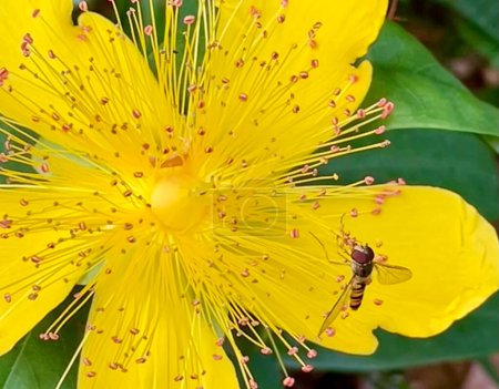 Photo for Closeup of a marmalade hoverfly on a St. John's wort flower.  The St. John's Wort is the common name for the Hypericum perforatum.  The beautiful yellow bloom is used for herbal and medicinal purposes - Royalty Free Image