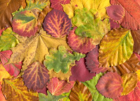 Photo for Fallen leaves, autumn concept background - Royalty Free Image