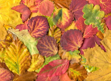 Photo for Fallen leaves, autumn concept background - Royalty Free Image