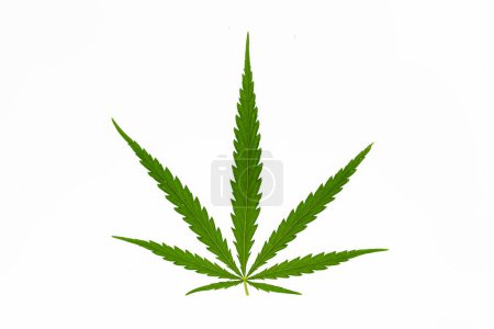 Téléchargez les photos : Marijuana feuille de canabis sur champ ganja ferme sativa feuille herbe chanvre médical plantation de hachis cannabis feuilles de drogues légales ou illégales - en image libre de droit
