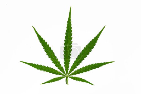 Photo for Marijuana canabis leaf on field ganja farm sativa leaf weed medical hemp hash plantation cannabis legal or illegal drug leaves - Royalty Free Image