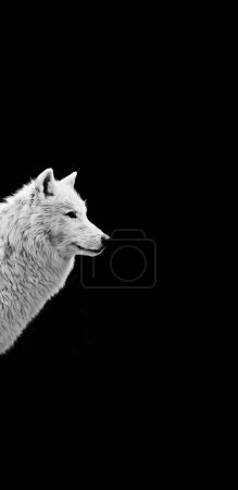 Téléchargez les photos : Portrait loup blanc en noir peinture à l'huile fond d'écran illustration, fond plein écran horizontal. - en image libre de droit
