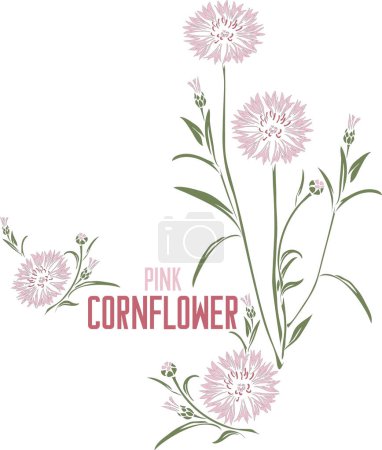 Illustration for Cornflower pink in vector silhouette. Centaurea herb image. Set of vector botanical illustration of Pink Cornflower flowers in color for medicine. Contour and silhouette of Pink Cornflower plant - Royalty Free Image