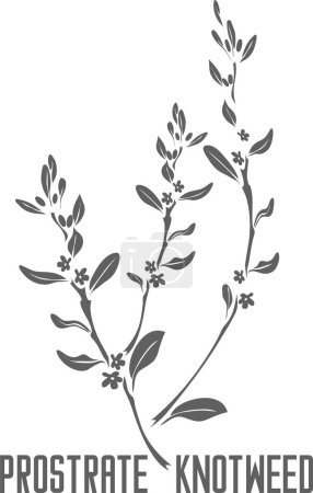 Illustration for Prostrate knotweed vector silhouette. Polygonum aviculare medicinal herb outline. Set of Common Knotgrass leaves and flowers in Line for medicine vector image. Contour drawing of Prostrate knotweed healing flower. - Royalty Free Image