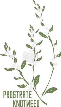 Illustration for Common Knotgrass plant in vector silhouette. Polygonum aviculare medicinal herb outline. Set of vector image of Prostrate knotweed in color for medicine and botany. Common Knotgrass in contour and color - Royalty Free Image