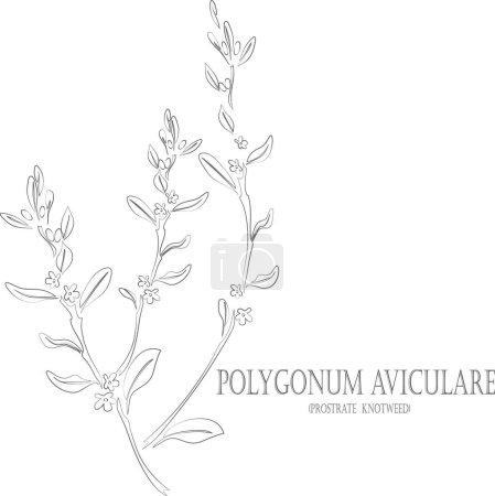 Illustration for Prostrate knotweed plant vector contour. Polygonum aviculare L. outline. Set of medicinal Polygonum aviculare in Line for pharmaceuticals. Contour drawing of medicinal herbs - Royalty Free Image
