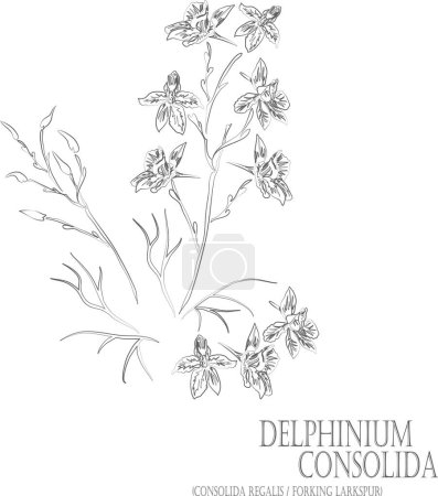 Illustration for Consolida regalis or Forking Larkspur flowers vector contour. Delphinium consolida outline. Set of Delphinium consolida in Line for pharmaceuticals. Contour drawing of medicinal herbs - Royalty Free Image