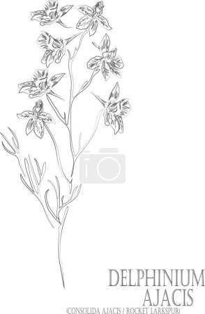 Illustration for Consolida ajacis or Rocket Larkspur flowers vector contour. Delphinium Ajacis outline. Set of Delphinium Ajacis in Line for pharmaceuticals. Contour drawing of medicinal herbs - Royalty Free Image