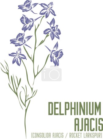Illustration for Rocket Larkspur or Consolida ajacis flowers in color vector silhouette. Medicinal Delphinium Ajacis plant. Set of Delphinium Ajacis in color image for pharmaceuticals. Medicinal herbs color drawing - Royalty Free Image