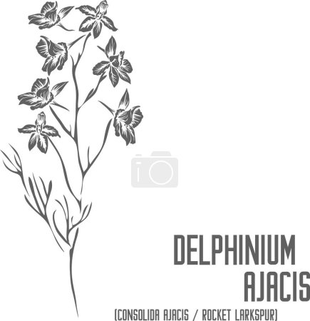 Illustration for Consolida ajacis flowers vector silhouette. Medicinal Delphinium Ajacis plant outline. Set of Delphinium Ajacis or Rocket Larkspur in Line for pharmaceuticals. Contour drawing of medicinal herbs - Royalty Free Image