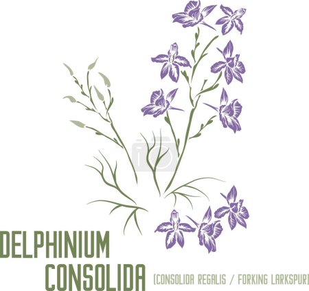 Illustration for Forking Larkspur or Consolida regalis in color vector silhouette. Medicinal Delphinium consolida plant. Set of Delphinium consolida in color image for pharmaceuticals. Medicinal herbs color drawing - Royalty Free Image
