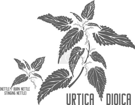 Téléchargez les illustrations : Silhouette vectorielle d'ortie commune. Urtica dioica plante médicinale contour. Ensemble d'ortie brûlante, ortie piquante en ligne pour les produits pharmaceutiques. Dessin de contour des herbes médicinales - en licence libre de droit