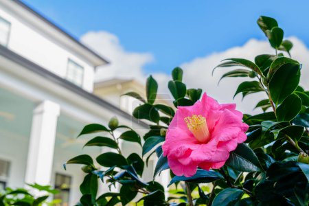 Téléchargez les photos : Selective focus of blooming pink Sasanqua Camellia flower with a blurred background of sky and white building - en image libre de droit