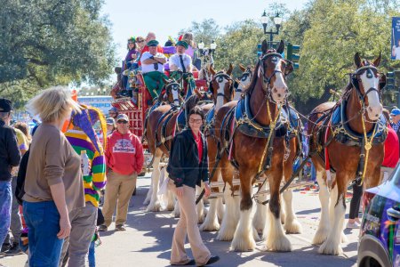 Foto de NEW ORLEANS, LA, USA - 12 DE FEBRERO DE 2023: Caballos de Clydesdale y carreta Anheuser Busch en Napoleon Avenue para el desfile del Mardi Gras - Imagen libre de derechos