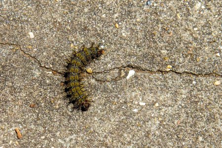 Téléchargez les photos : Venomous Buck Moth Caterpillar on the Sidewalk in New Orleans, Louisiane, États-Unis - en image libre de droit