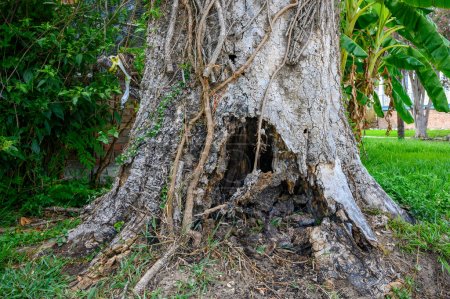 Primer plano de árbol severamente podrido en un barrio residencial en Nueva Orleans, Luisiana, EE.UU.