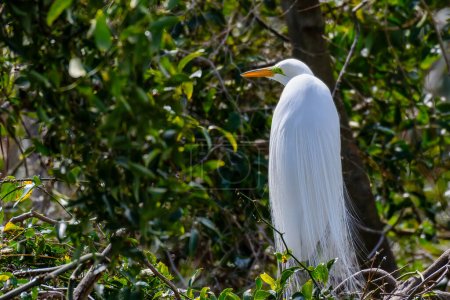 Photo for Rear view of nesting great white egret with breeding plumage at the Wading Bird Rookery in New Orleans, Louisiana, USA - Royalty Free Image