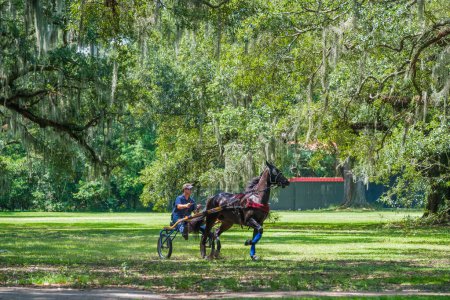 Photo for NEW ORLEANS, LA, USA - SEPTEMBER 10, 2020: Man in his sulky and his trotter horse running in Audubon Park - Royalty Free Image