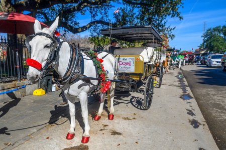 Photo for NEW ORLEANS, LA, USA - DECEMBER 23, 2023: Closeup of  mule and carriage for Royal Carriages on Decatur Street in the French Quarter - Royalty Free Image