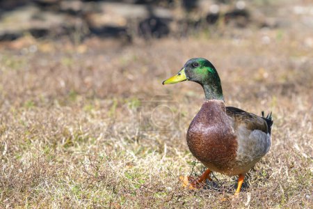 Téléchargez les photos : Concentration sélective du canard colvert mâle marchant sur l'herbe brune au bord du lac - en image libre de droit