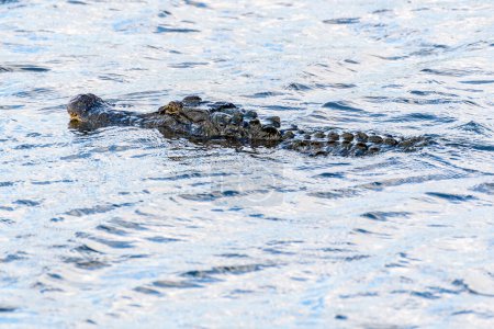 Téléchargez les photos : Un alligator américain nage à la surface du lac Pontchartrain à Metairie, Louisiane, USA - en image libre de droit