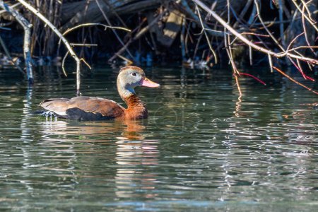 Vue latérale droite du canard siffleur à ventre noir nageant à la surface du lagon à Audubon Park, Nouvelle-Orléans, Louisiane, États-Unis