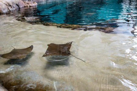 Photo for Small stingrays swim in the pool. High quality photo - Royalty Free Image