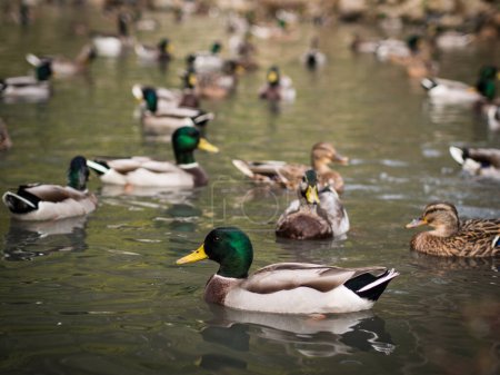 viele Enten schwimmen im Teich.