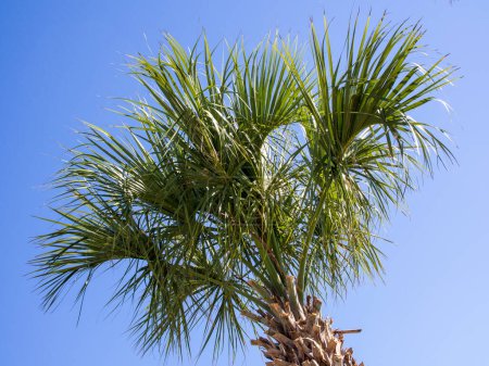 Photo for An isolated palm tree stands tall against a bright blue sky in South Carolina, USA, creating a stunning contrast between its green fronds and the clear sky. This beautiful scene is a testament to the resilience of the palm tree, which can thrive even - Royalty Free Image