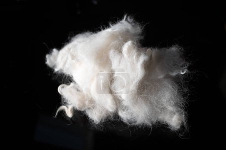 Photo for This close-up photo captures the unique and fluffy texture of a standard poodle's hair, with a ball of white fur set against a dramatic black background. The poodle breed is known for its distinctive coat, which requires regular grooming and maintena - Royalty Free Image
