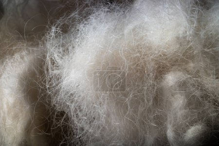 Photo for This close-up photo captures the unique and fluffy texture of a standard poodle's hair, with a ball of white fur. The poodle breed is known for its distinctive coat, which requires regular grooming and maintenance. The photo highlights the poodle's e - Royalty Free Image