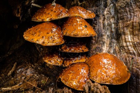 Photo for A cluster of brown, shiny mushrooms growing on a tree trunk in a forested area. The mushrooms are in close proximity to each other, forming a compact group. The background of the photo is dark, providing contrast to the bright and glossy appearance o - Royalty Free Image
