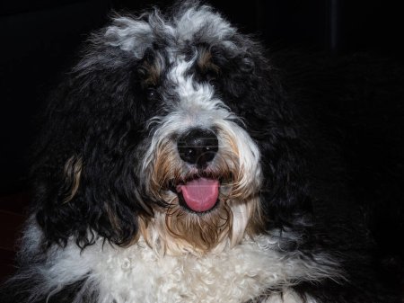 Bernedoodle puppy, a mix between Poodle and Bernese Mountain Dog, against a black background.