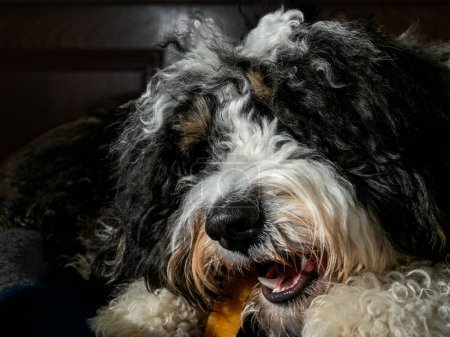 Photo for A young bernedoodle chews on a branch, baring its teeth. - Royalty Free Image