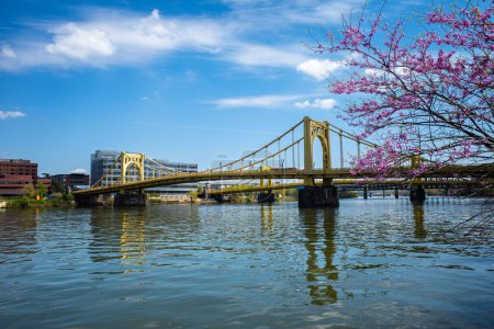 Foto de Flores de cerezo y cielo azul enmarcan el puente Andy Warhol y el puente Rachel Carson sobre el río Allegheny en Pittsburgh, Pennsylvania. - Imagen libre de derechos