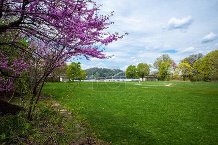 Photo for In Pittsburgh, Pennsylvania, cherry blossoms bloom in Point State Park, with the green lawn and the West End Bridge behind them. - Royalty Free Image