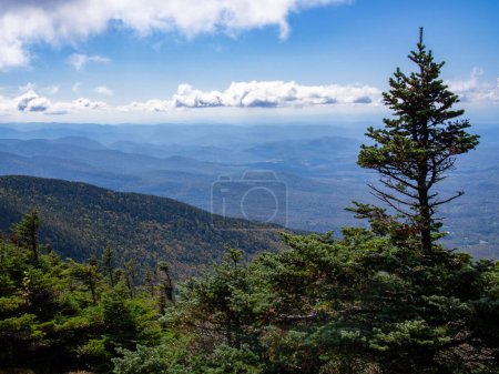 Téléchargez les photos : Du mont Mansfield, Vermont, États-Unis, un pin encadre la vue sur le paysage ci-dessous. - en image libre de droit