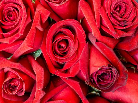 Photo for Close-up photo of red roses. - Royalty Free Image