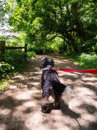 In the captivating surroundings of Riverbend State Park, Virginia, USA, a playful Bernedoodle puppy confidently leads the way along the trail, adorned with a vibrant red leash.
