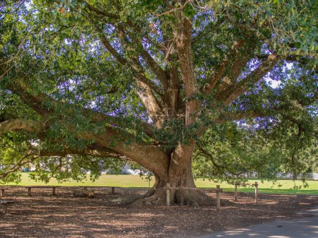 Photo for In historic Williamsburg, Virginia, a majestic oak tree takes center stage, its ancient branches stretching wide and adorned with vibrant green leaves that fill the frame. - Royalty Free Image